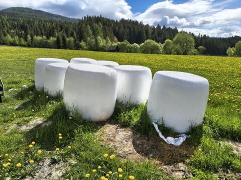 Bio Silomaisballen Ernte 2025