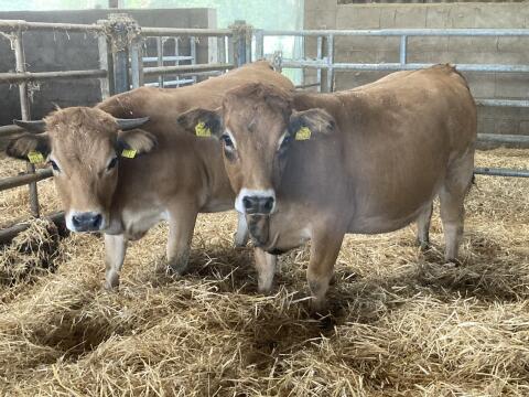 Aubrac Kalbinnen