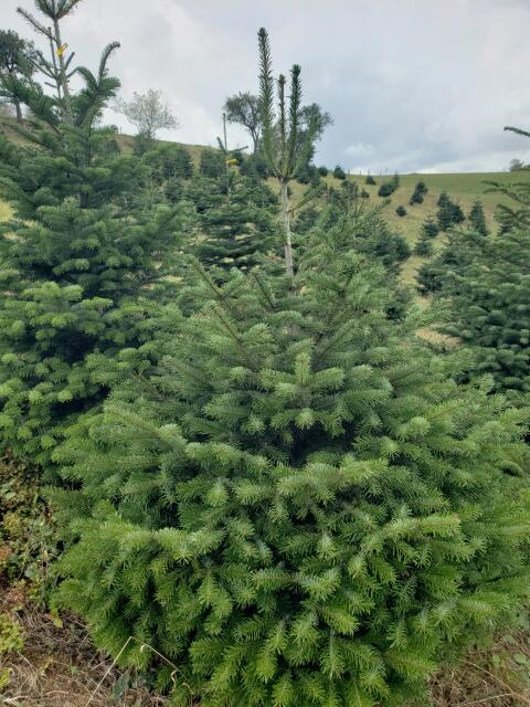 Christbäume, Nordmanntannen