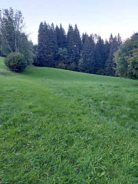 Wiese, Weide