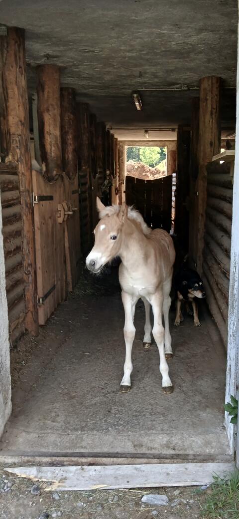 Baronesse-KE, Haflinger Stute