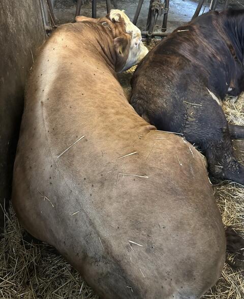FV-Stier
