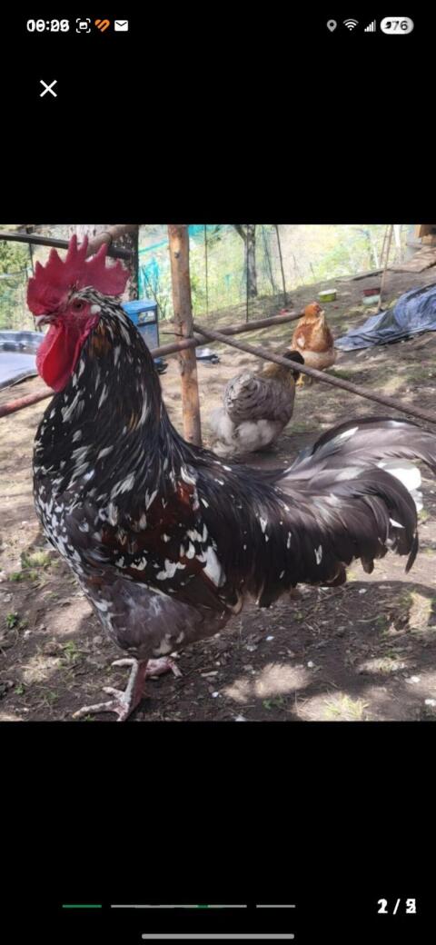 Bruteier Schwedisches Blumenhuhn