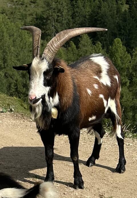 Tauernschecken-Bock Giggs