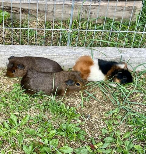 Meerschweinchen