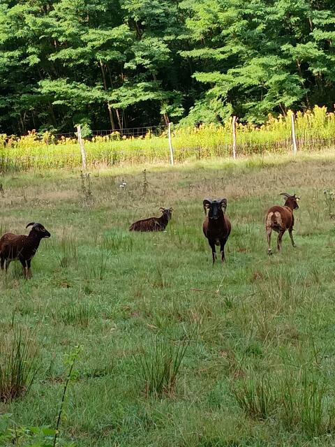 Soay-Schafböcke, Soay-Weibchen, Landschaftspflege-Rasse