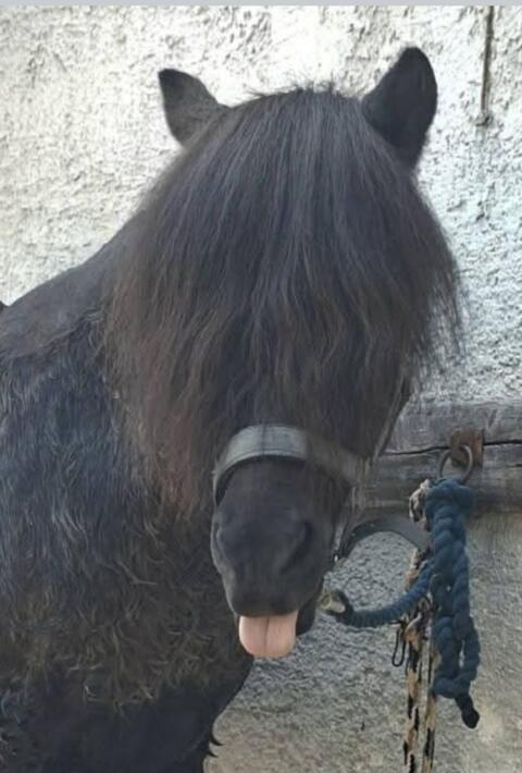Isländer-Pony als Beisteller