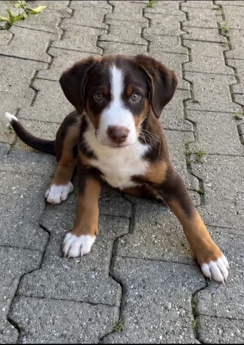Appenzeller Sennenhund Welpe