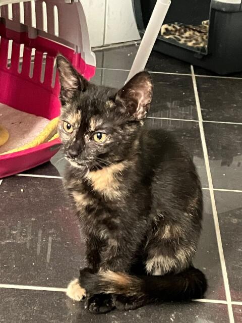 Babykatzen abzugeben