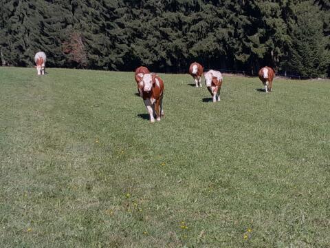 Bio-Kühe in Milch