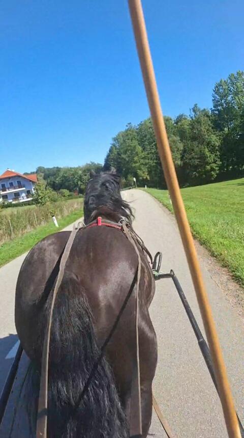 Noriker Hengst Falco