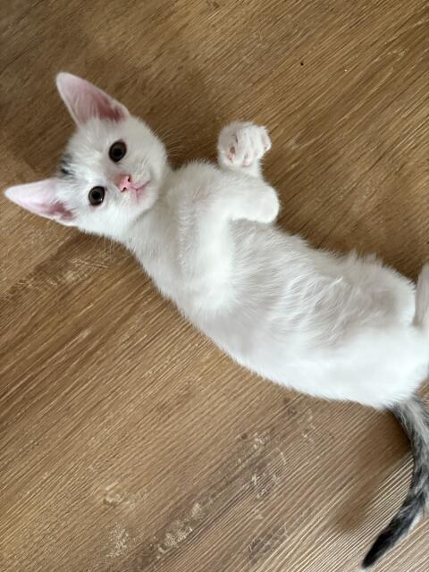 Katzenbabys