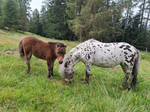 Mini-Shetlandponyhengst