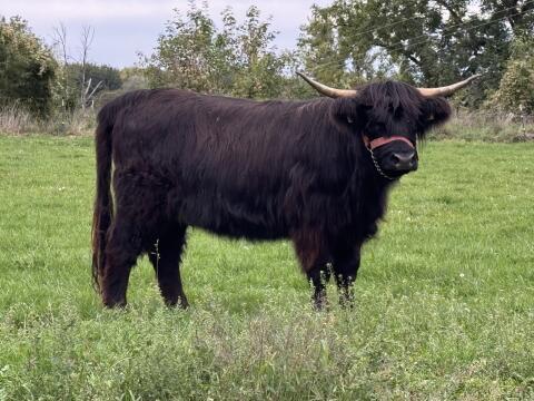 Hochlandrind-Kalbin „Charlotta von Ortenburg“