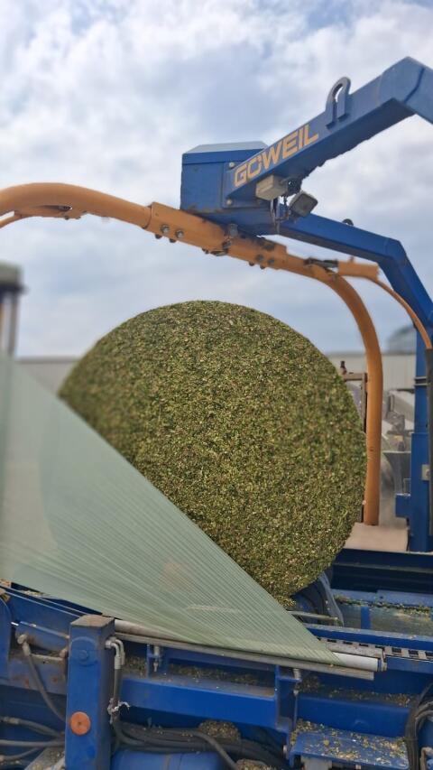 Maissilageballen aus der Ernte 2026, Bio und konventionell