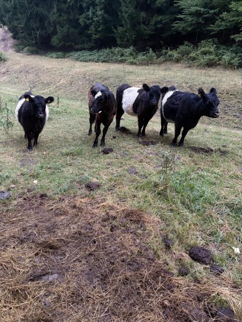 Bio-Galloway