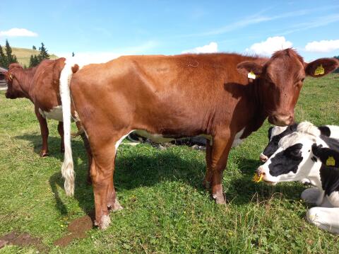 Pinzgauer, Red Frisian Kalbin BIO