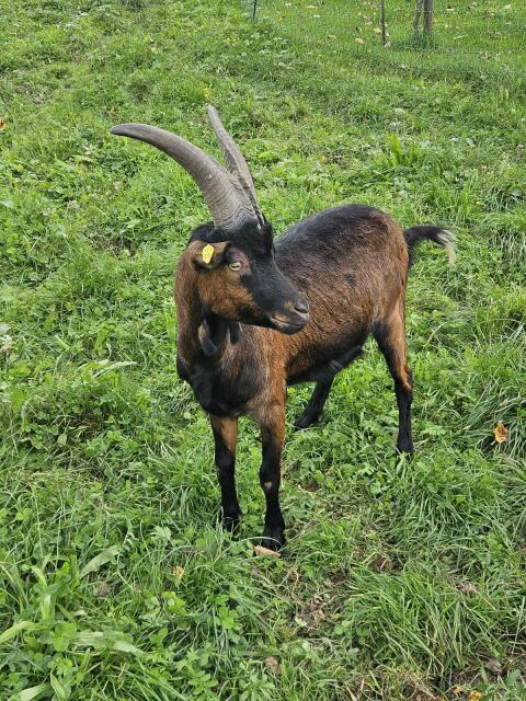 Aosta Goassl