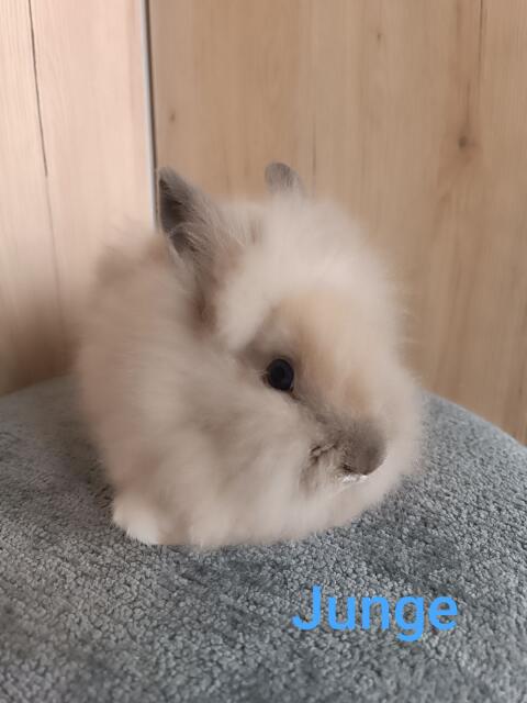 Zwergkaninchen