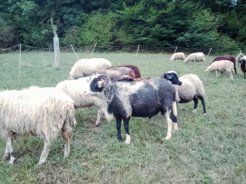 Braver Waldschaf-Zuchtwidder: 1b gekört, sucht neues Zuhause