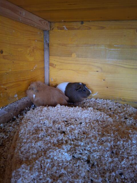 Meerschweinchen-Mädls