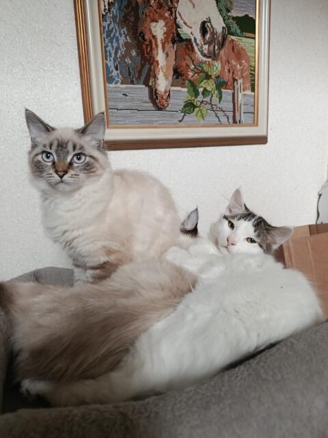 Babys und Kastraten