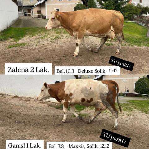 Bio Fleckviehkuh