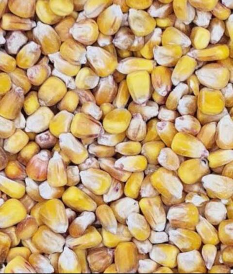 Trockenmais