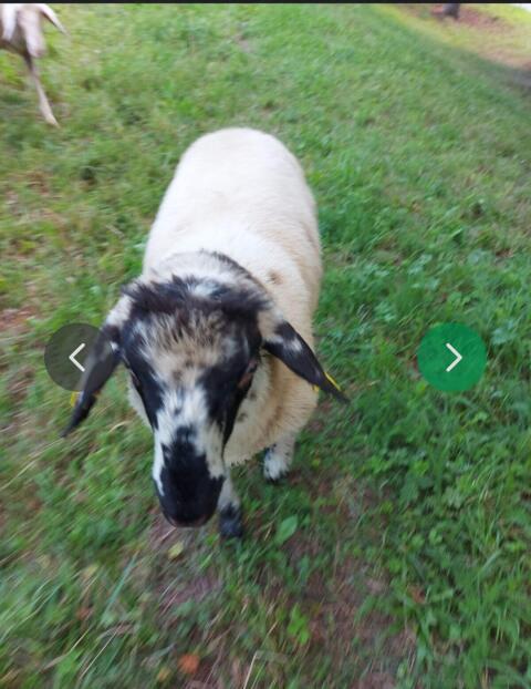 Schaf, Widder, Jungschaf