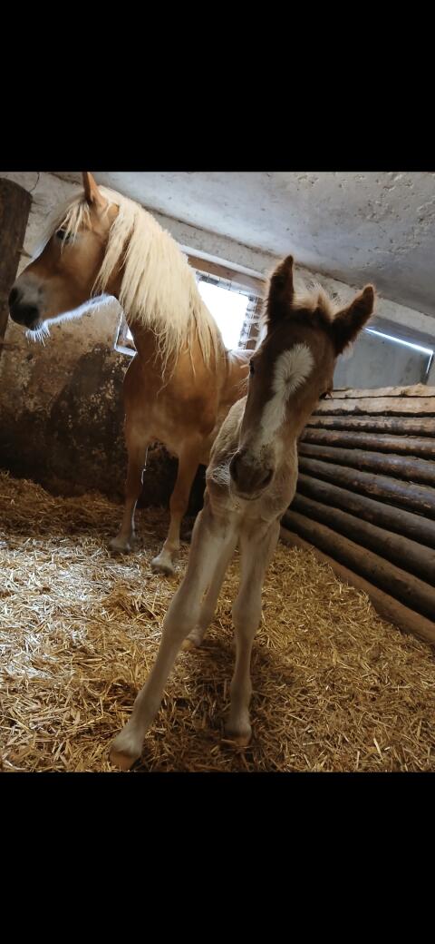 Scarlett-KE, Haflinger Stute