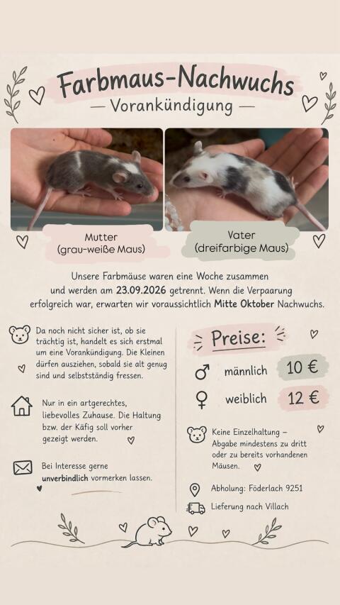 Farbmaus-Nachwuchs erwartet