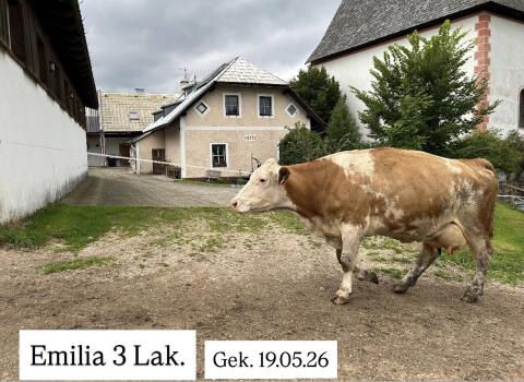 Bio-Fleckvieh-Kuh