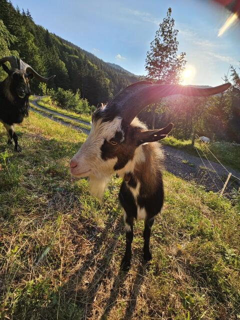 Ziegenbock, Steirische Scheckenziege