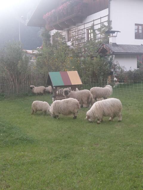 Walliser Schwarznasen