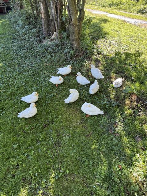 Zwergenten Erpel, Enten