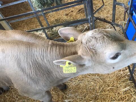 Charolais x HF Kuhkalb
