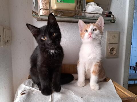 Katzen