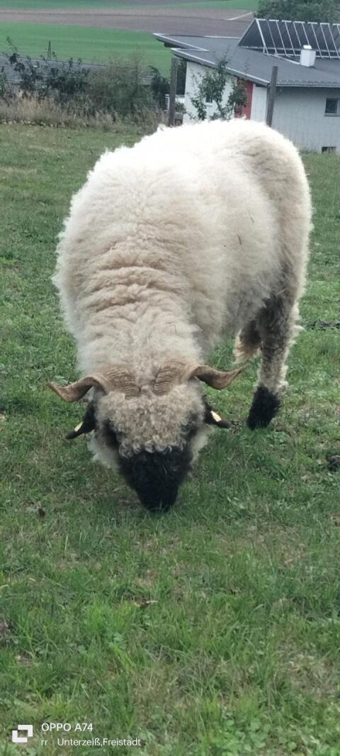 Walliser Schwarznasen