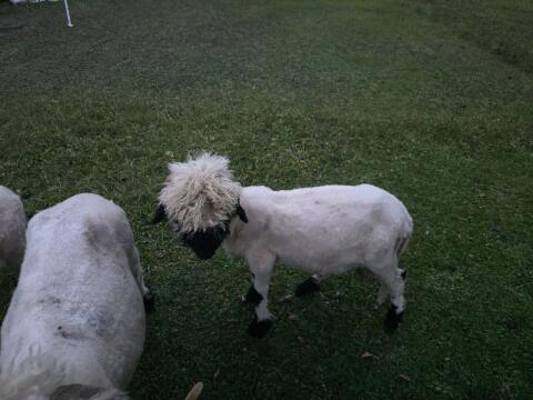 Walliser Bock