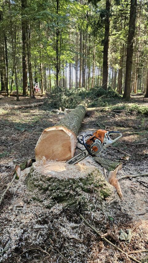 Holzschlägerung, Rückung, Durchforstung