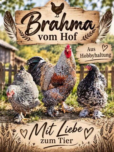 Brahma Bruteier