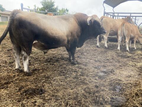 Aubrac-Bulle