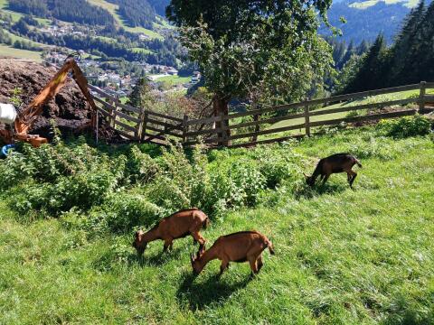 Ziegenkitz