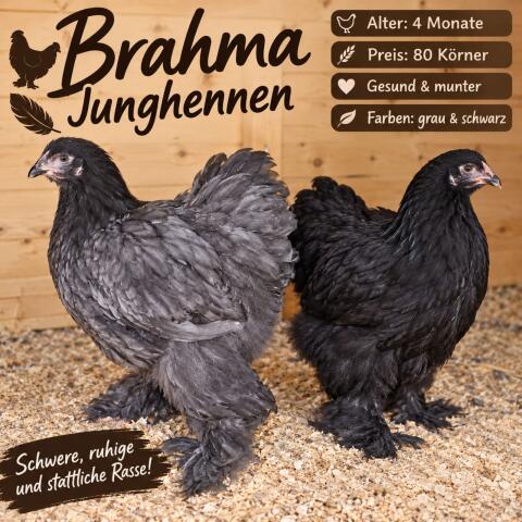 Brahma Junghennen