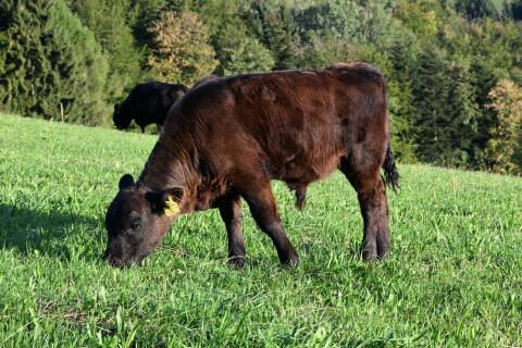 Bio-Galloway-Stierkalb