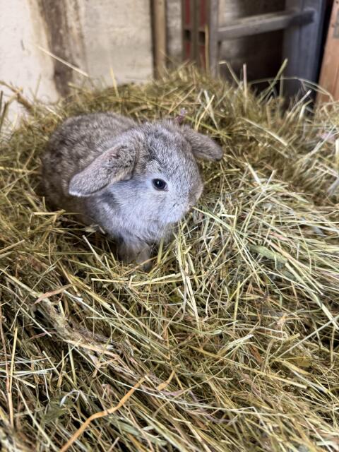Mini Lops