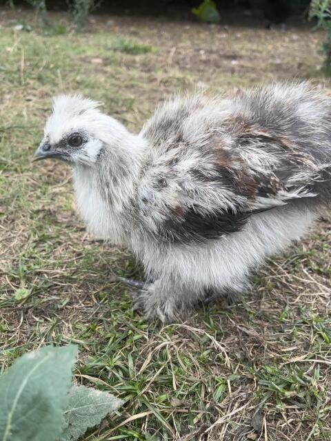 Seidenhuhn, Hahn, Huhn, Henne, Hühner, Küken