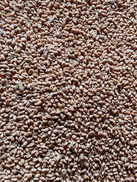 Bio-Triticale