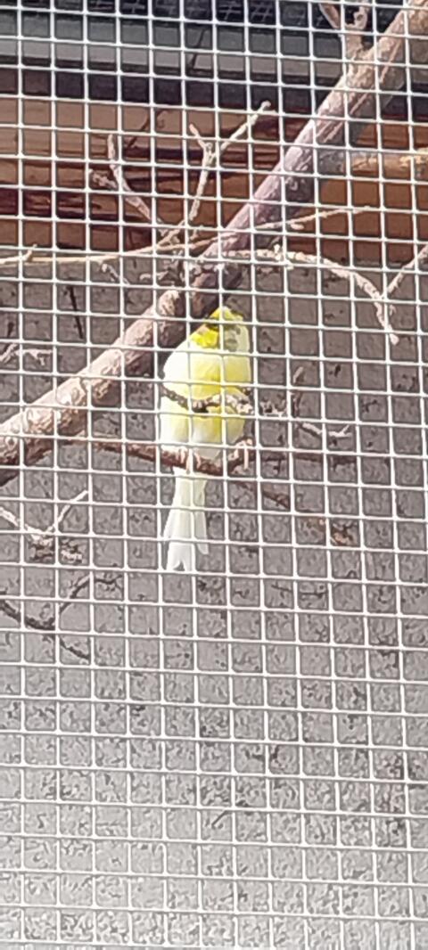 Legehennen, Kanarienvogel, Zebrafinken