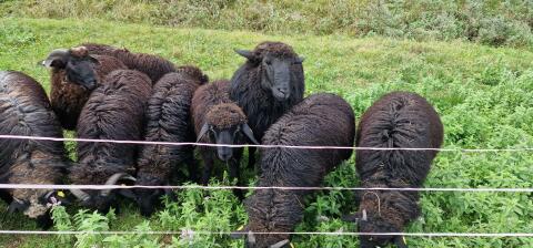 Bio-Herdebuch Alpine Steinschaf Widder